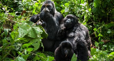 Female gorilla study challenges male power narrative